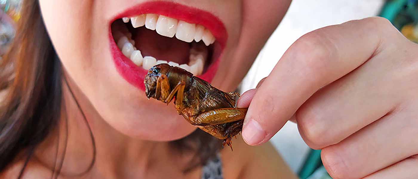 fried insects