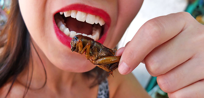 do we eat bugs in our food