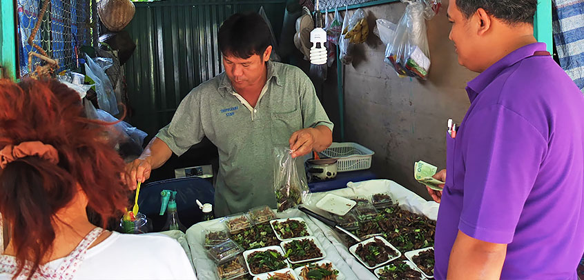 Insect Vendor