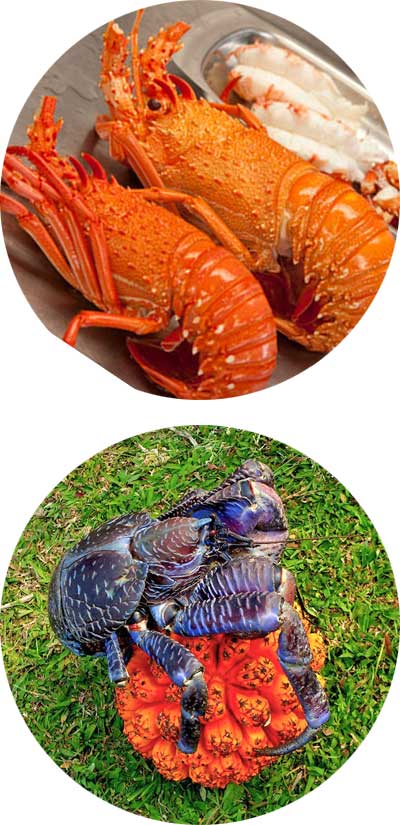 Payi (Lobstter) and Coconut Crab