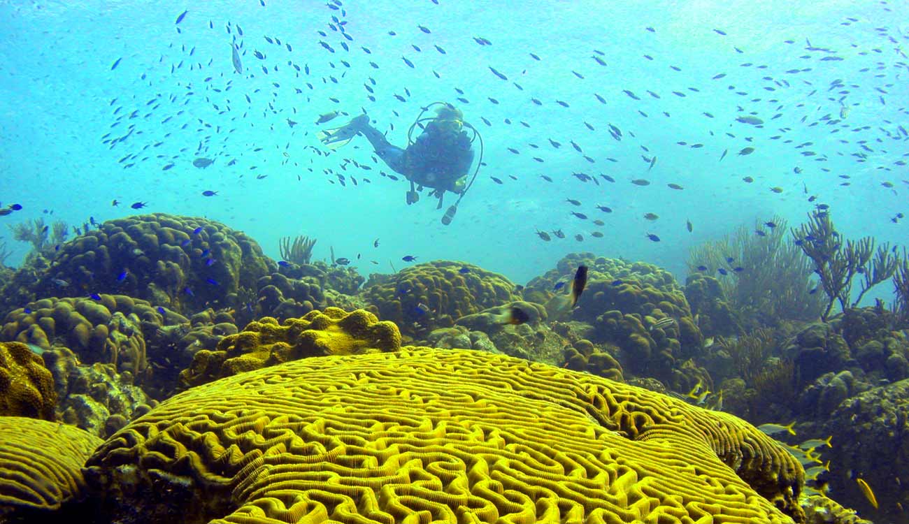 Brain Coral: Diving