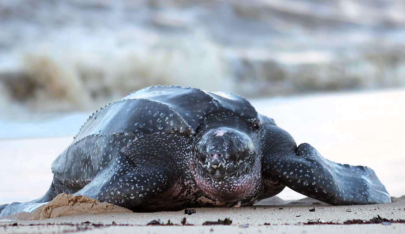 Trinidad and Tobago Facts: Leatherback Turtle