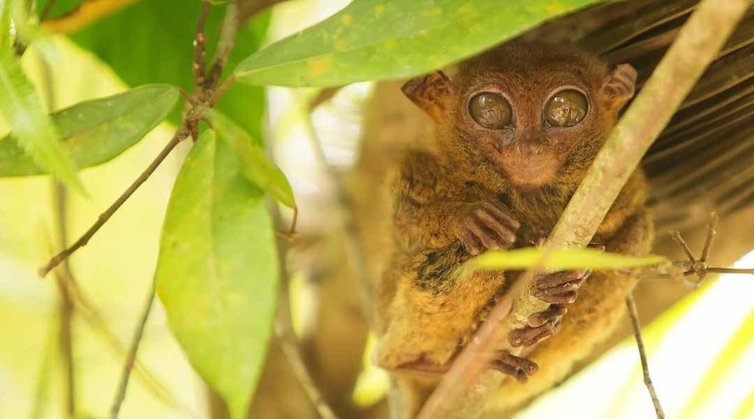 Why You Should Avoid Loboc Tarsier Conservation Area in Bohol, Philippines