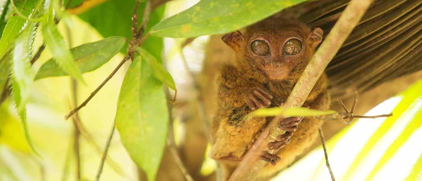 Tariser Loboc Tarsier Conservation Area