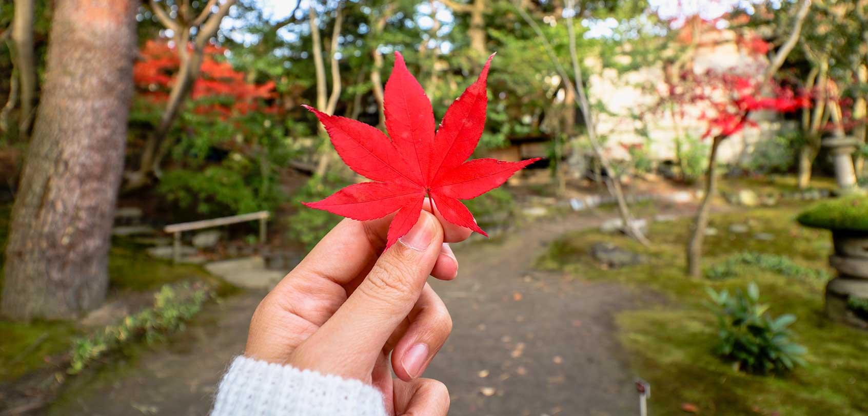 Japan Autumn