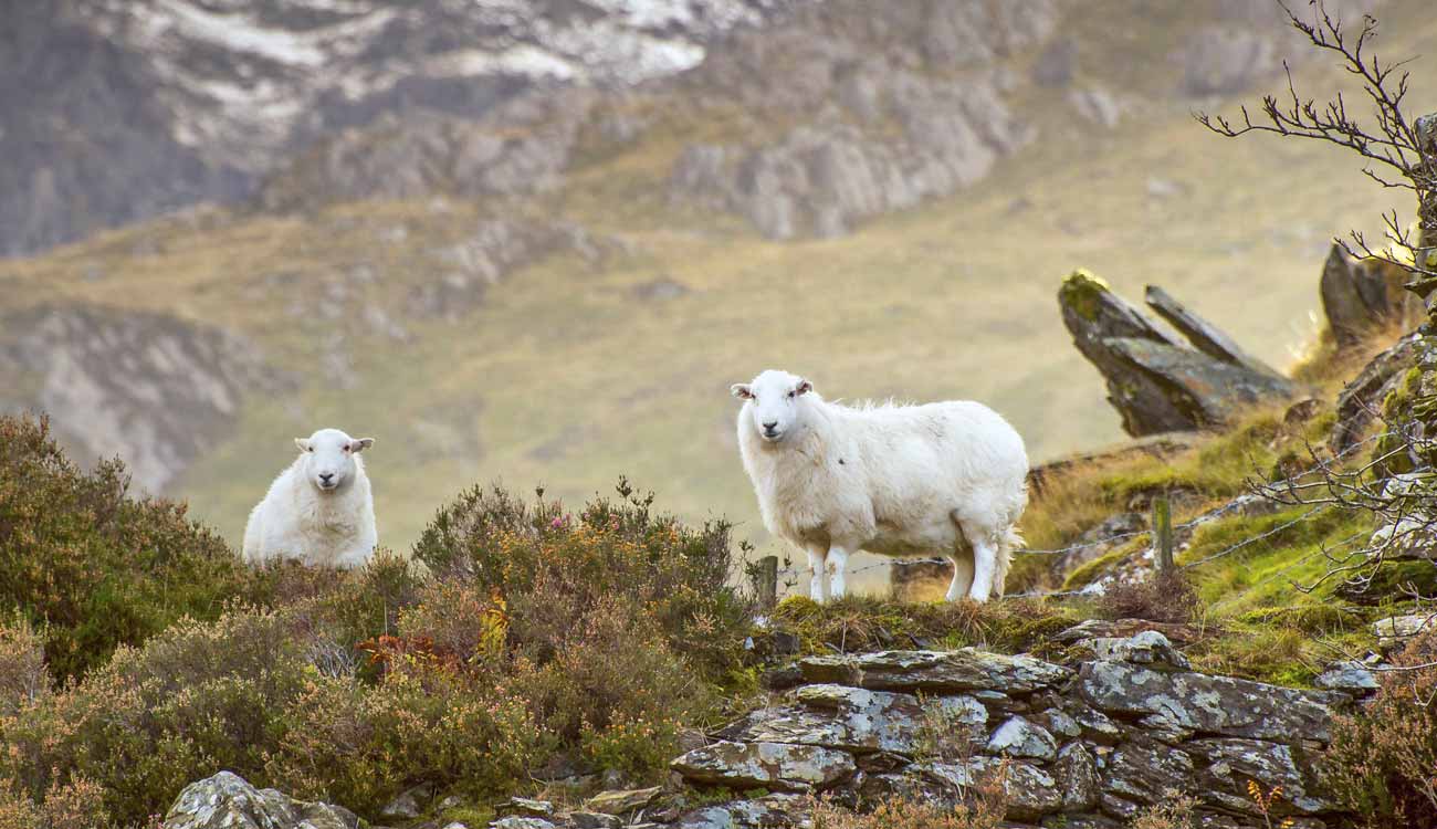 Sheep Welsh