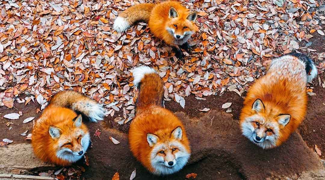 Fluffiest Place on Earth: Miyagi Zao Fox Village (Japan Travel Guide)