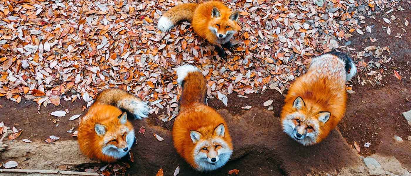 Miyagi Zao Fox Village