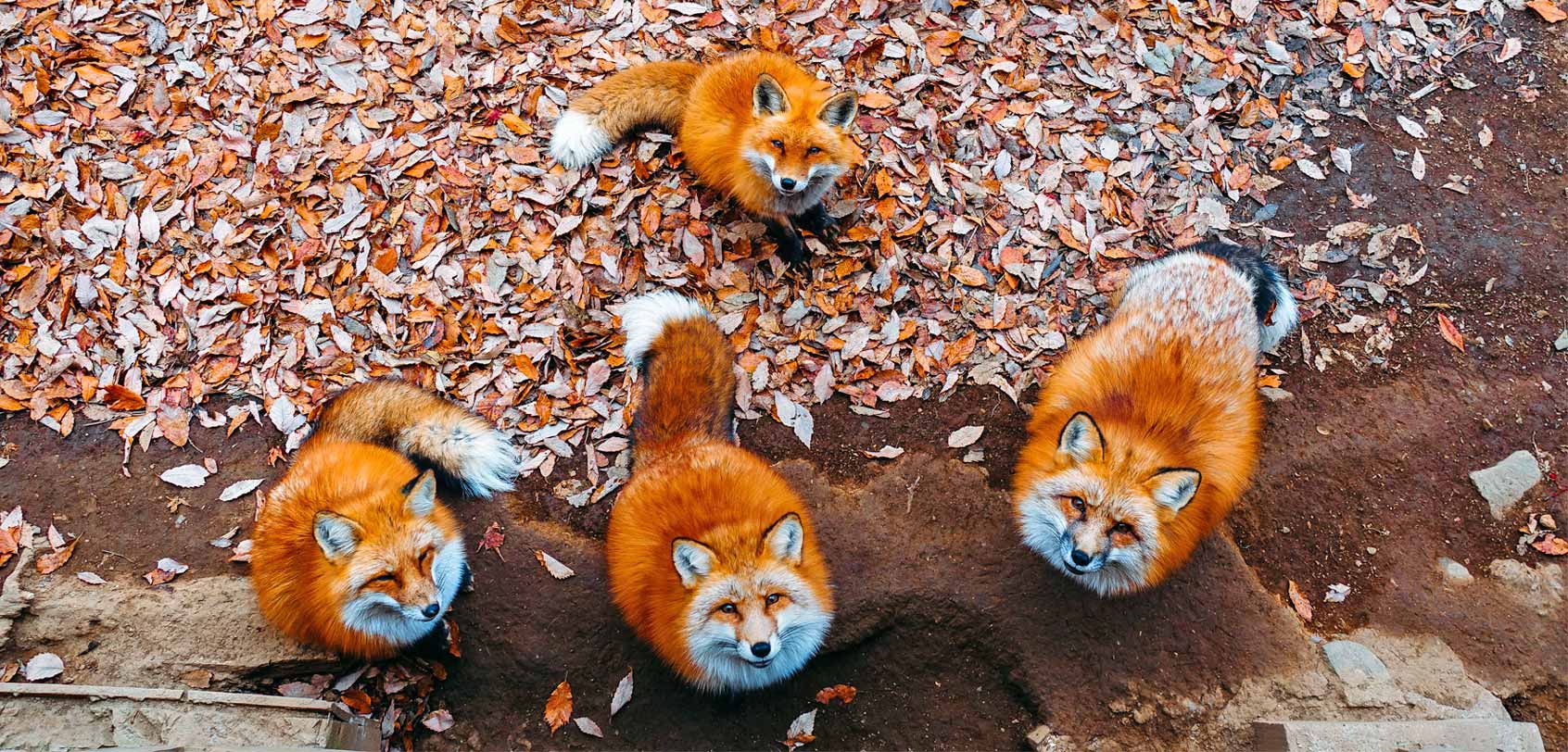 Fox Village