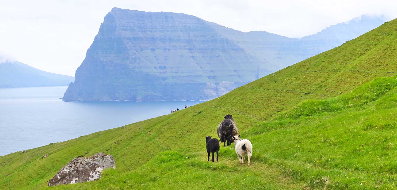 Faroe Islands Itinerary: Sheep