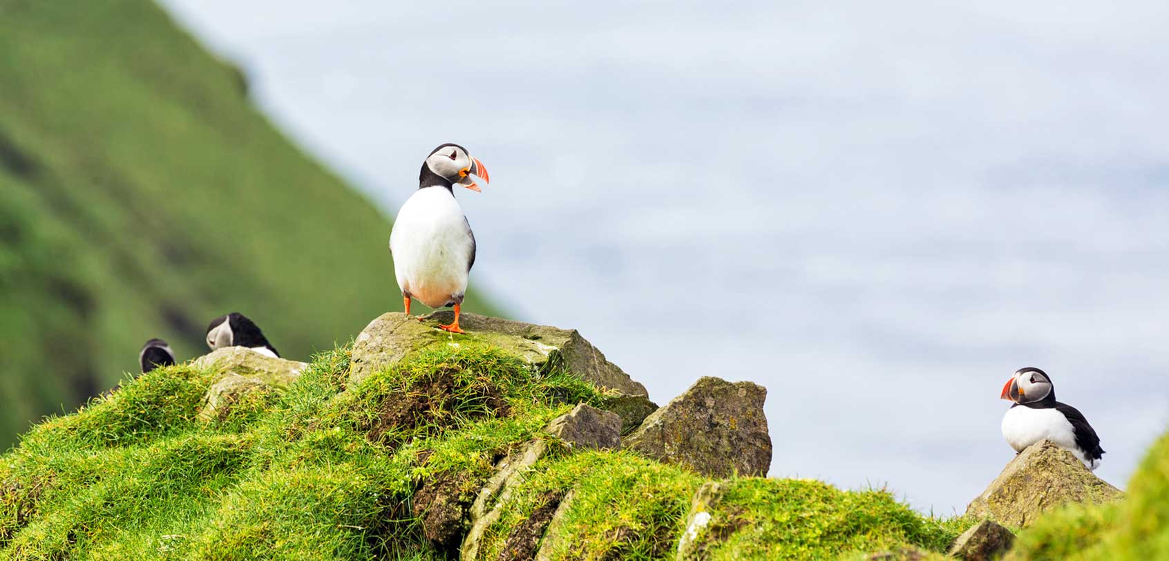 Puffin