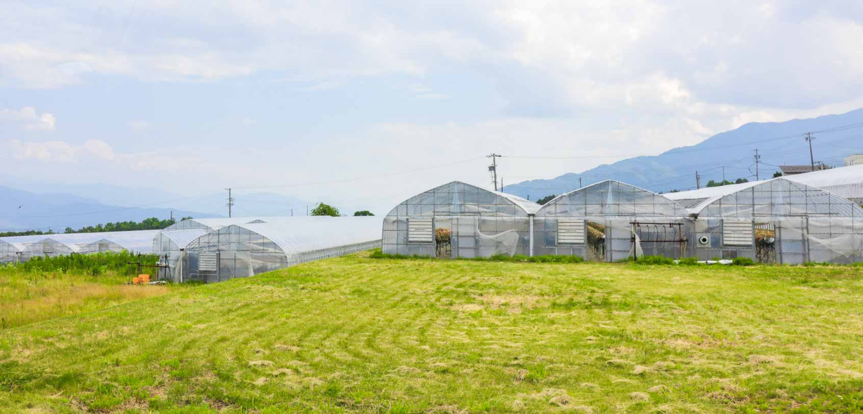 Miharashi Farm Greenhouses