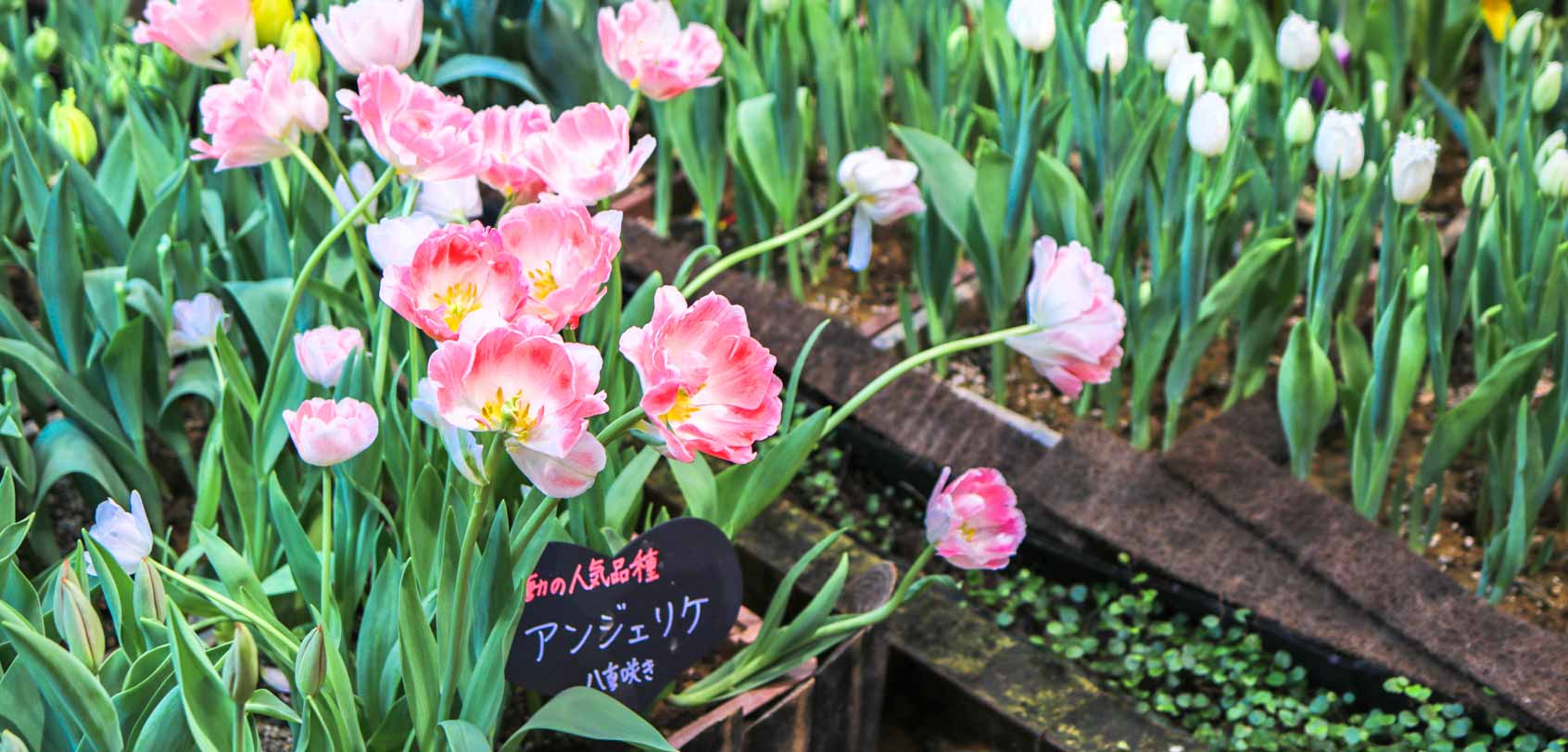 Pink Tulips