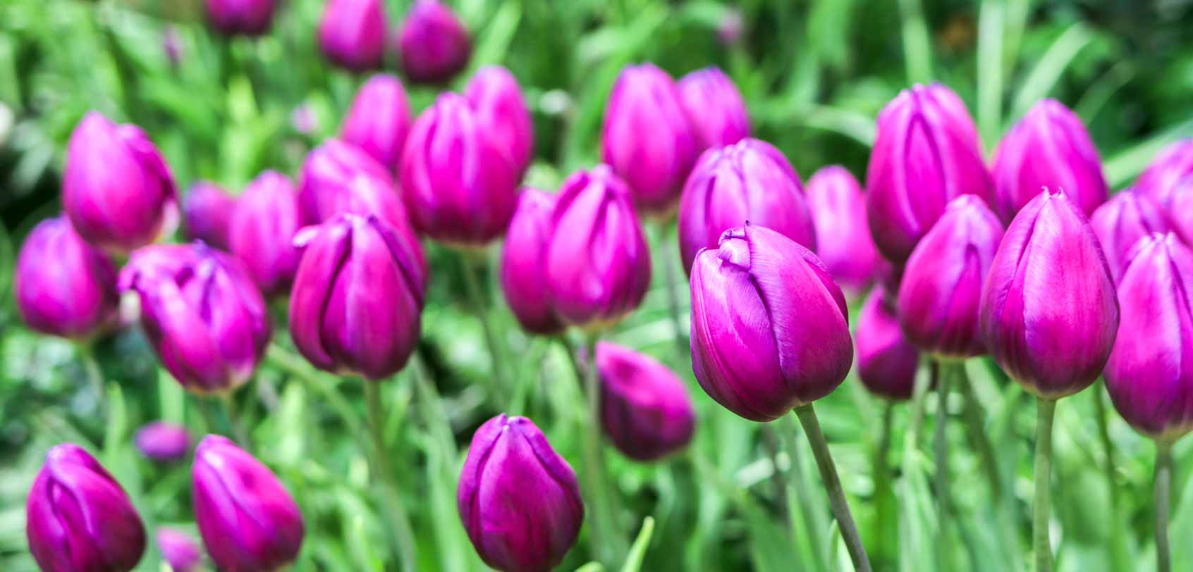 Purple Tulips