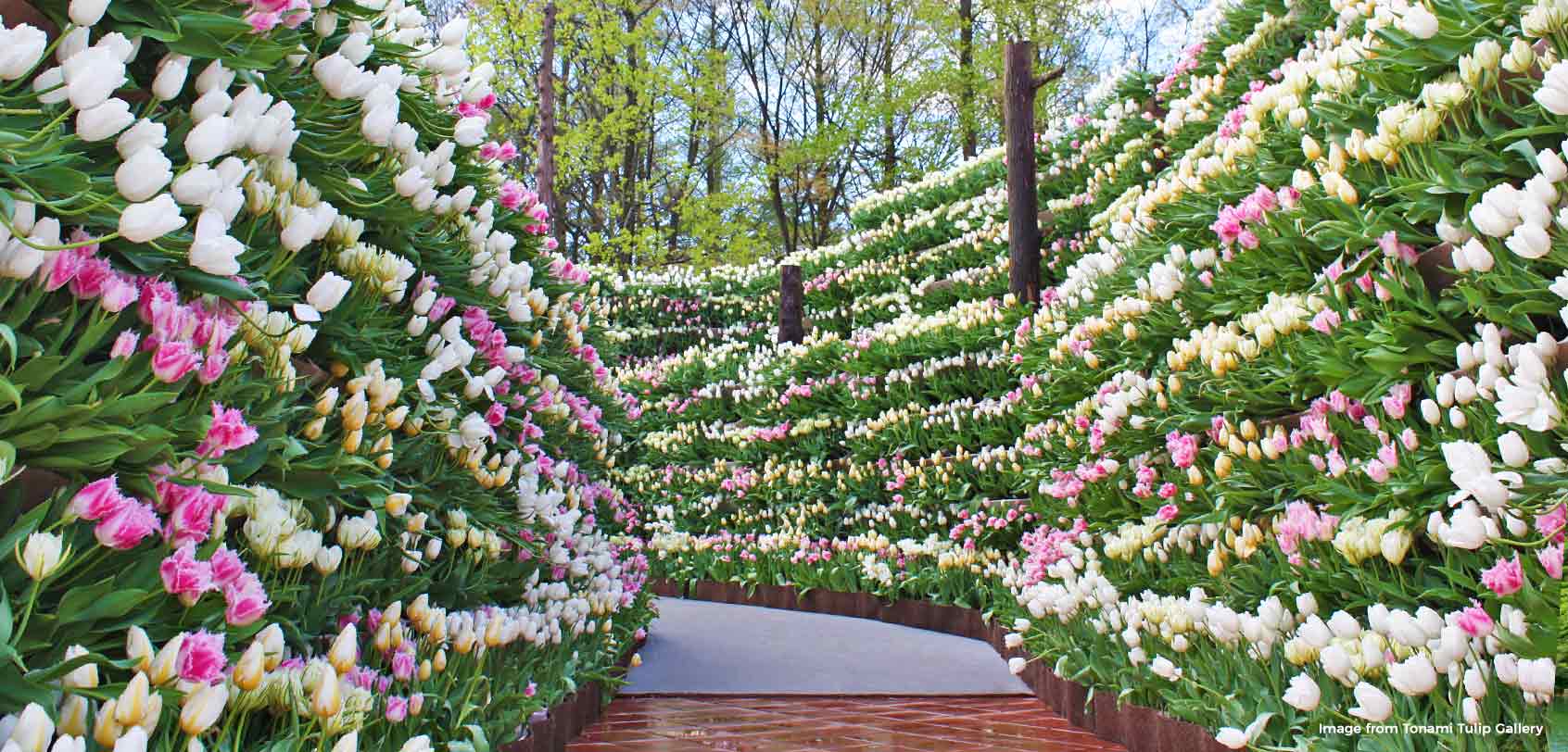 Tulip Wall