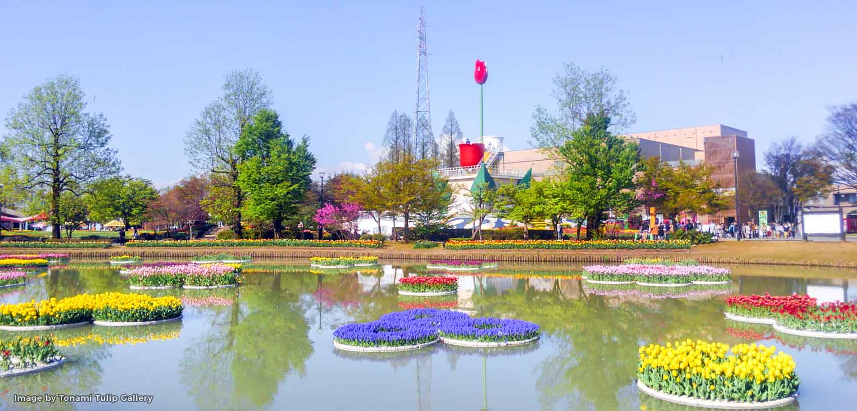 Tulip Flowerbeds