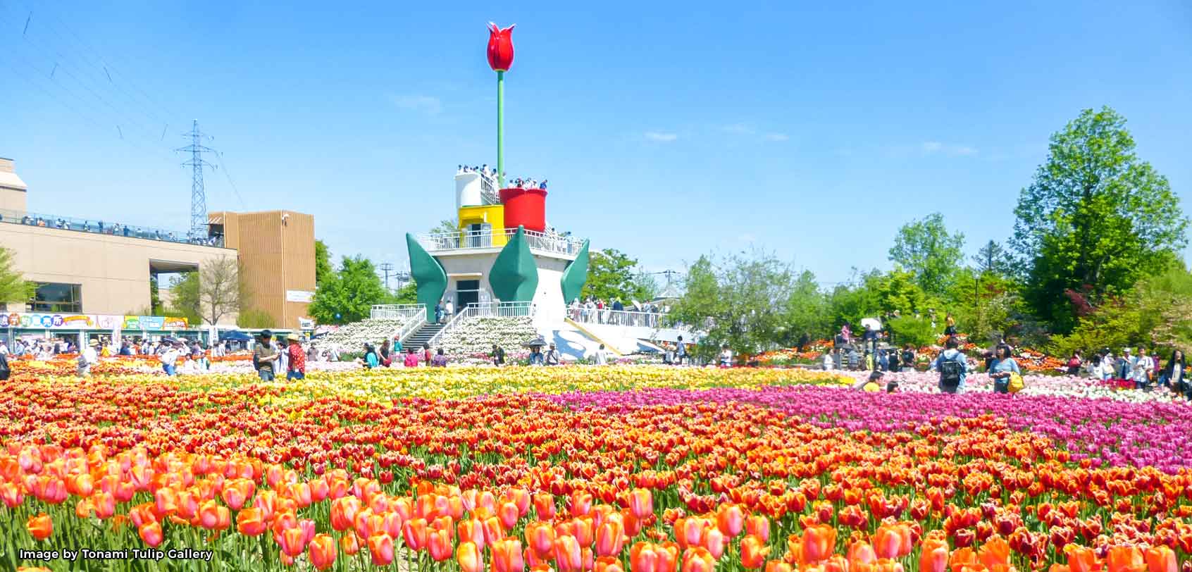 Tonami Tulip Fair