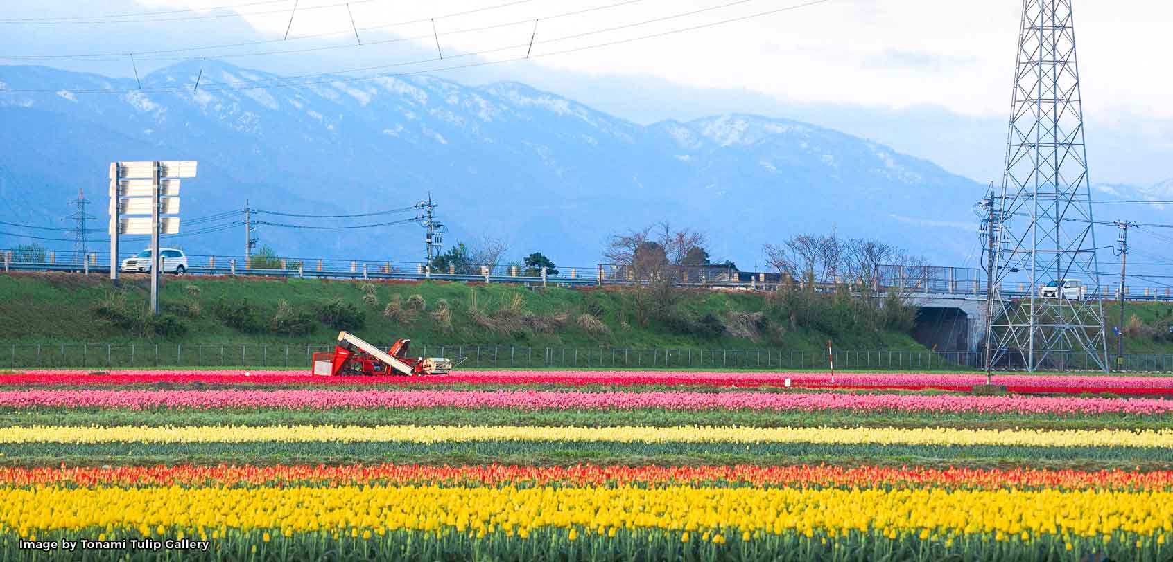 Tonami Tulip Fields