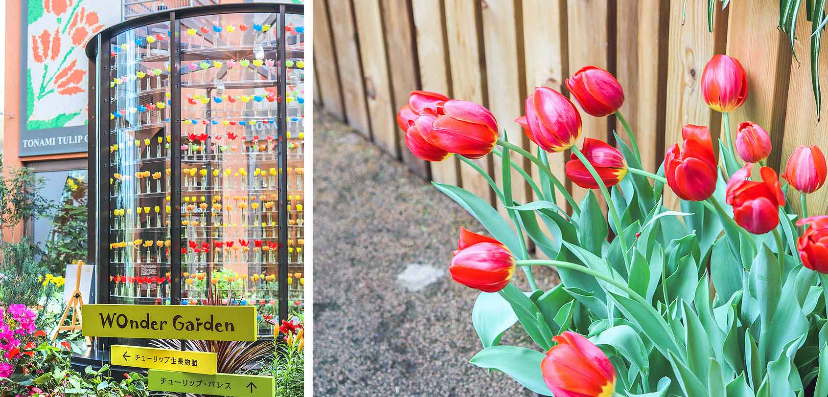 Tonami Tulip Gallery: Where Tulips Bloom All Year Round