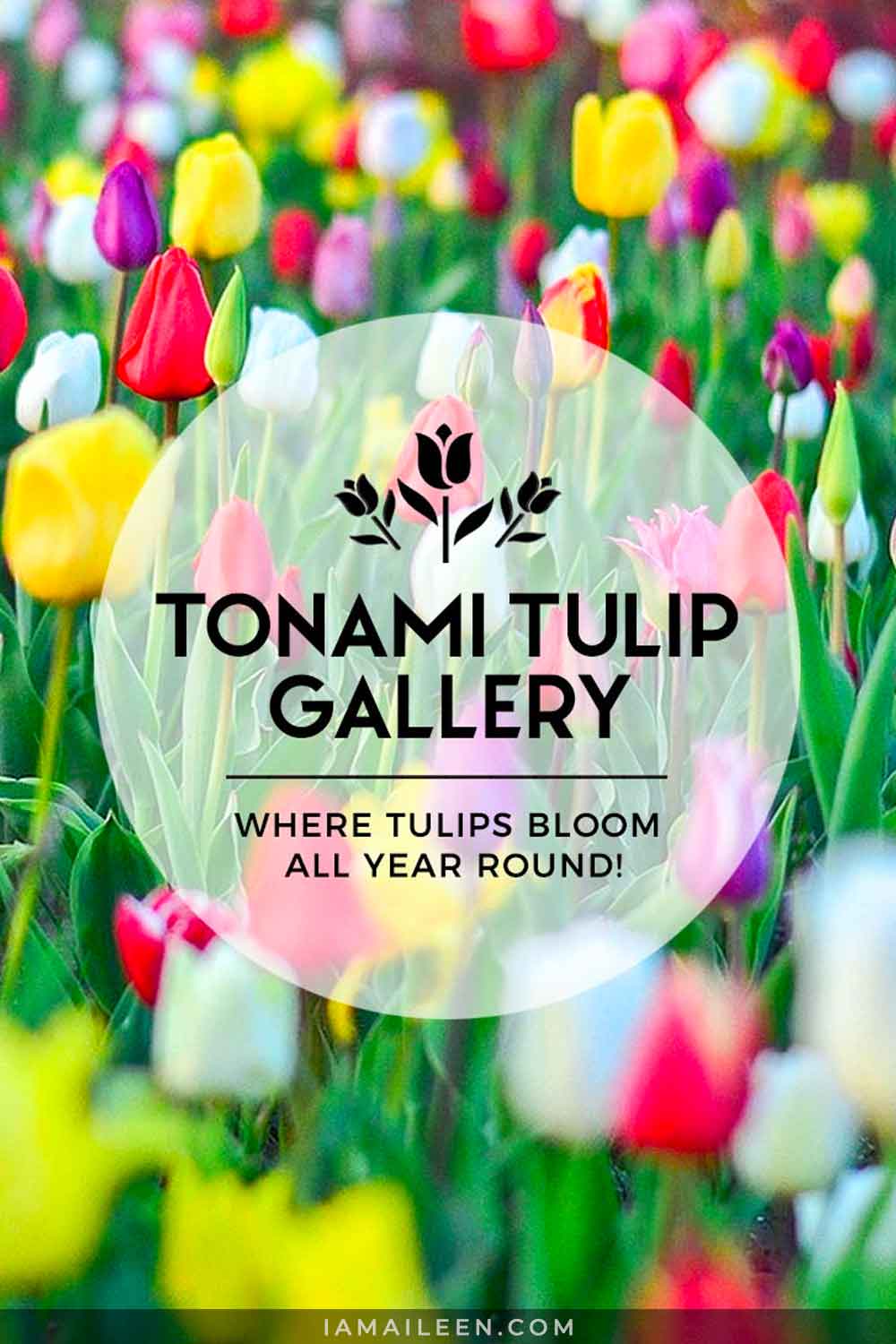 Tonami Tulip Gallery