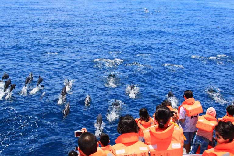 Hualien Whale Watching