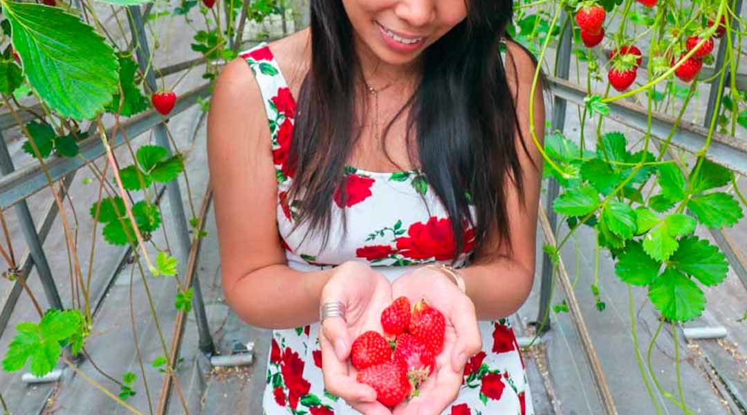 Nagano’s Miharashi Farm: Fruit Picking & Making Soba Noodles (Japan)