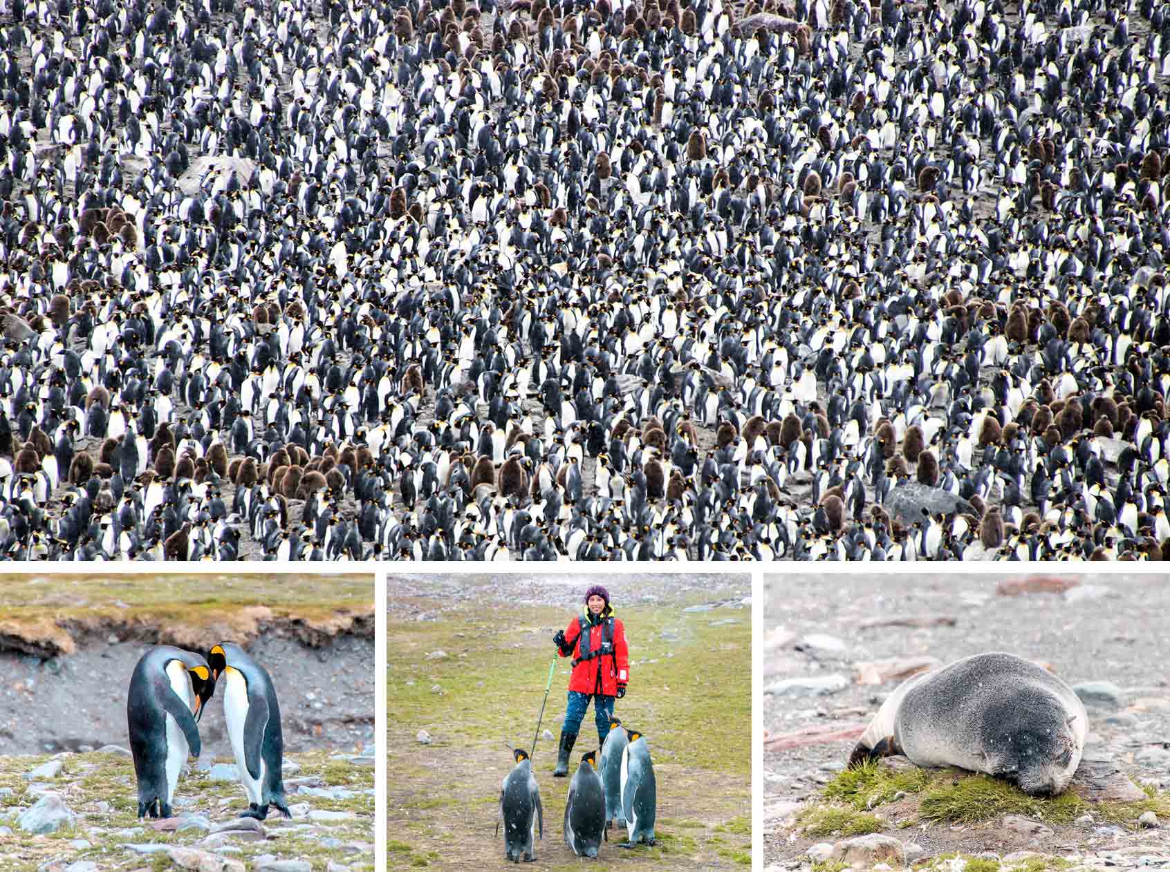 Antarctica Itinerary: King Penguins