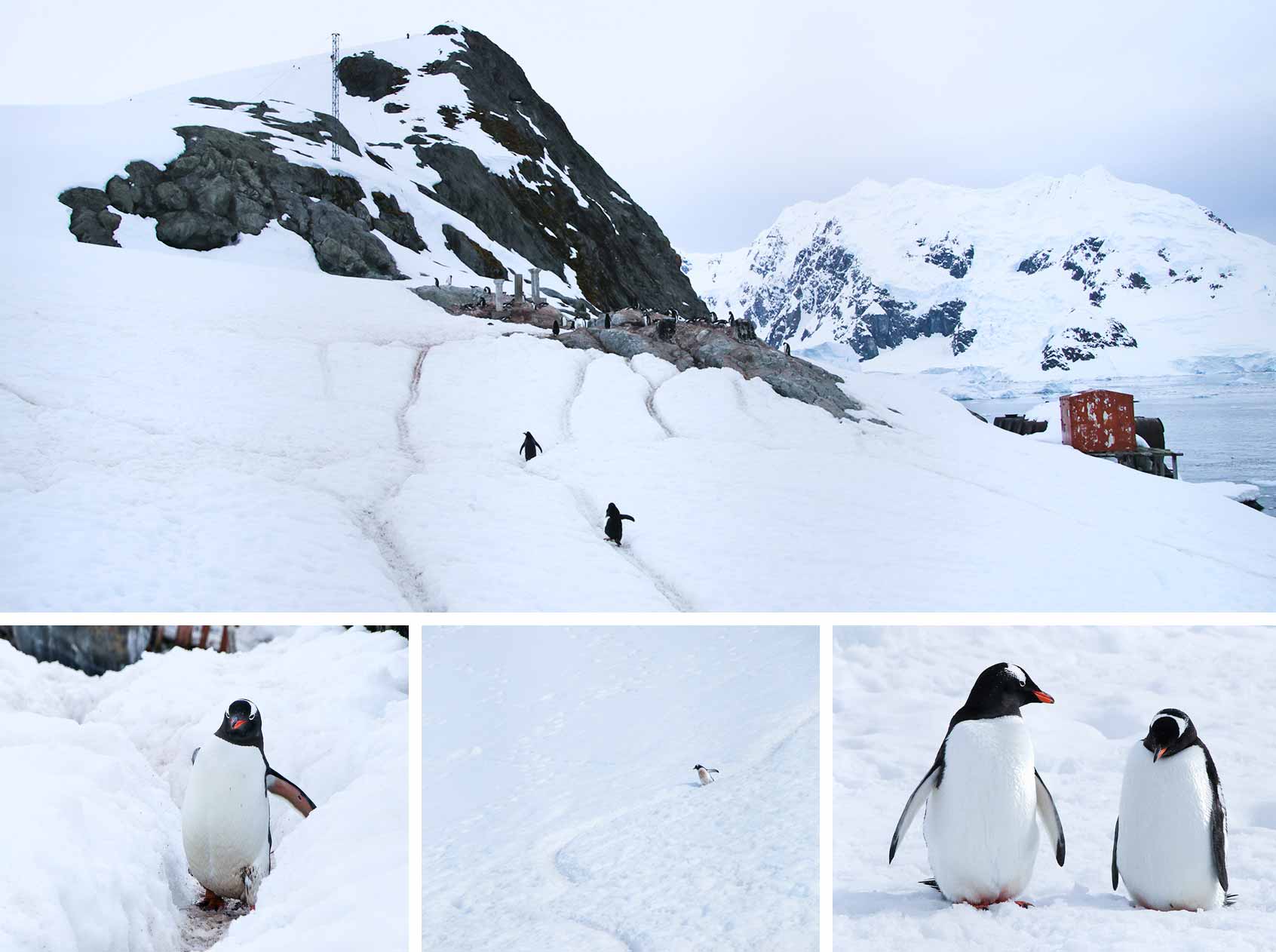 Gentoo Penguin