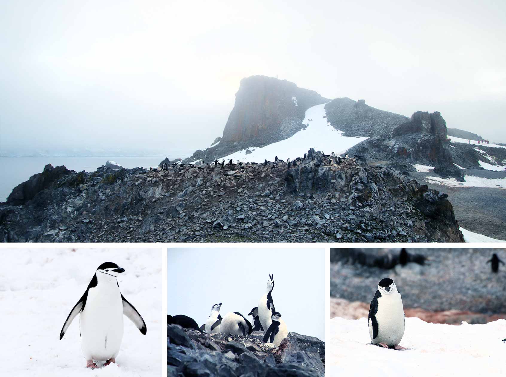Antarctica Itinerary: Chinstrap Penguin
