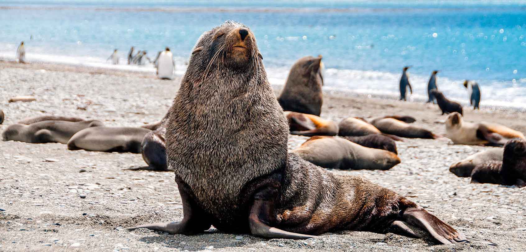 South Georgia Island: Fur Seal