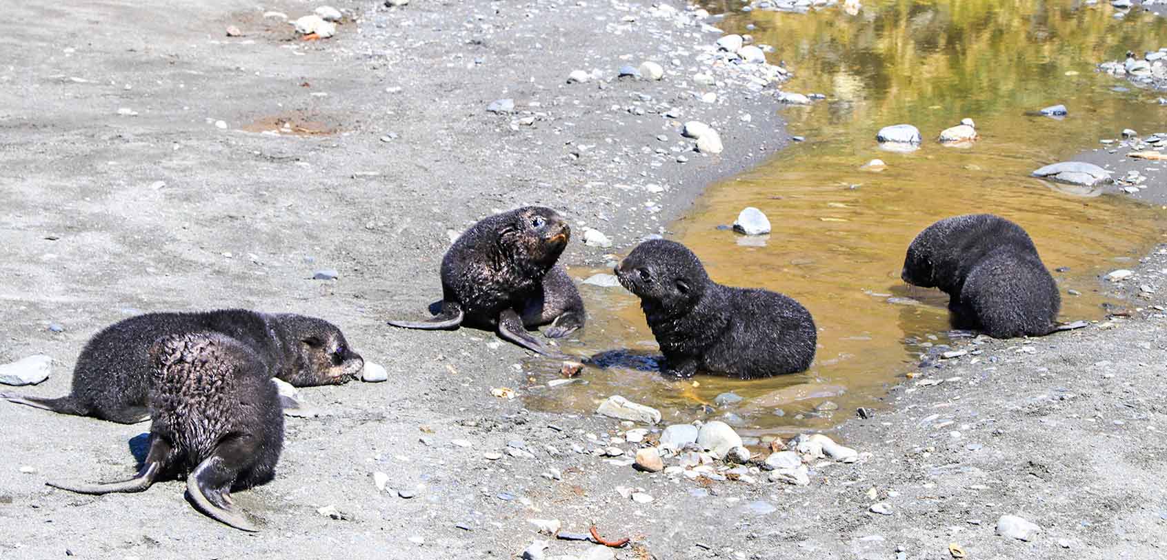 Fur Seal Pups