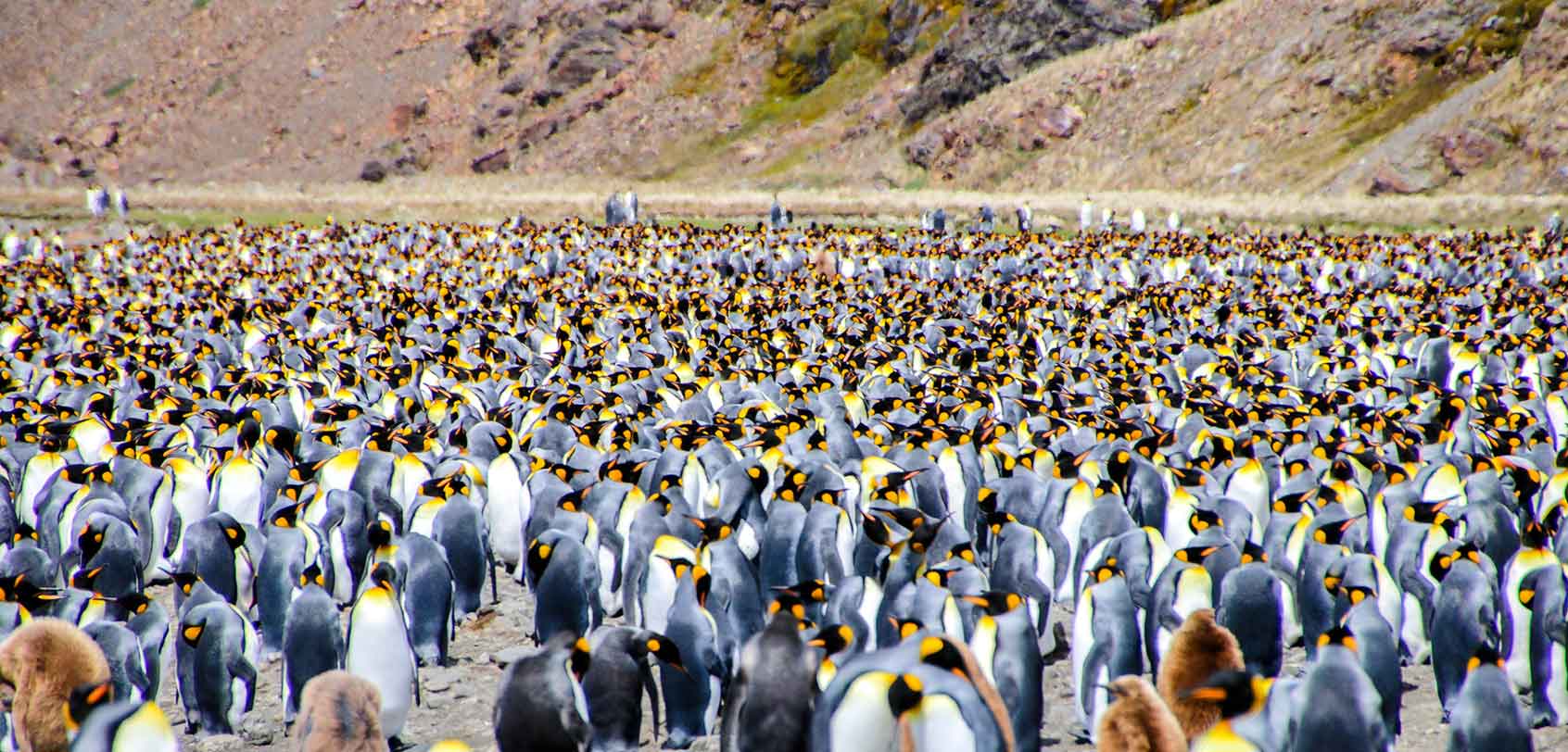South Georgia Island: King Penguin Colony