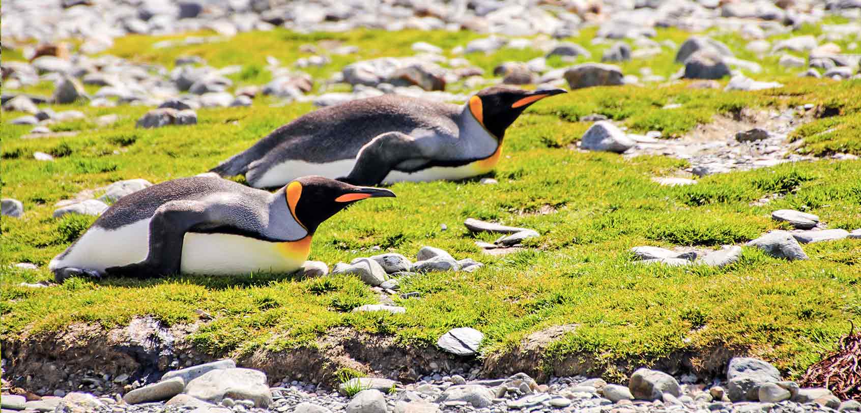 Resting Penguins