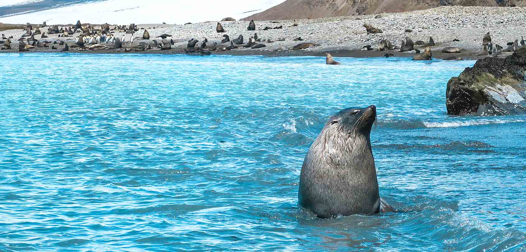 Swimming Fur Seal