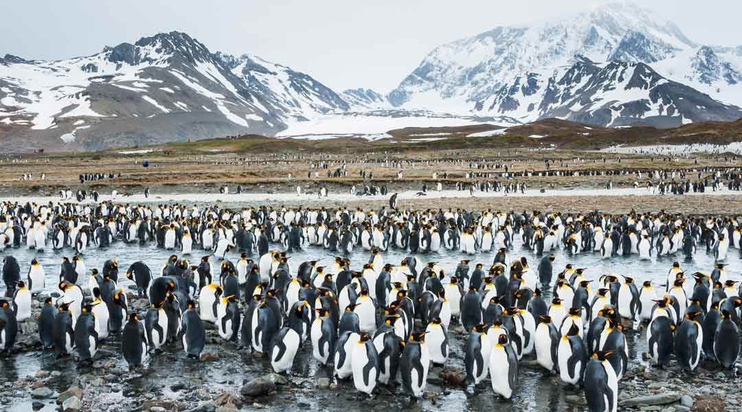 South Georgia Island: A Breathtaking Antarctic Hub for Wildlife Viewing!