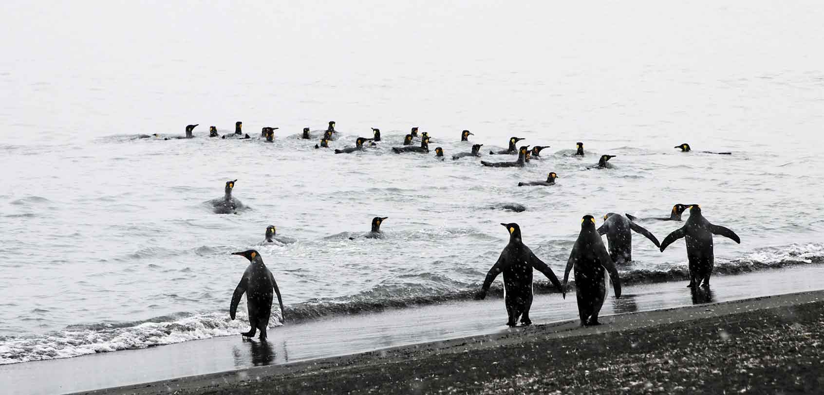 Penguins Swimming