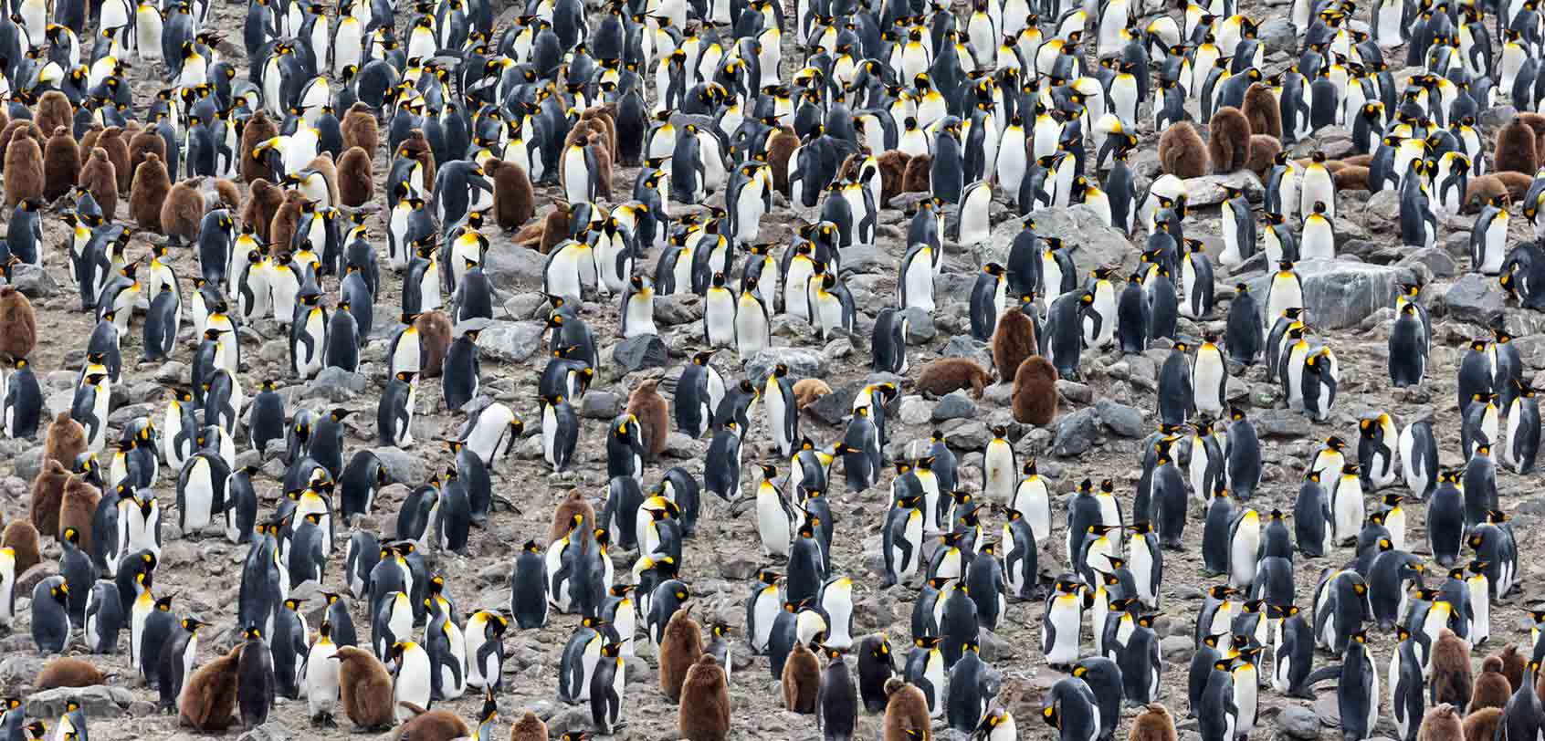 South Georgia Island: King Penguins