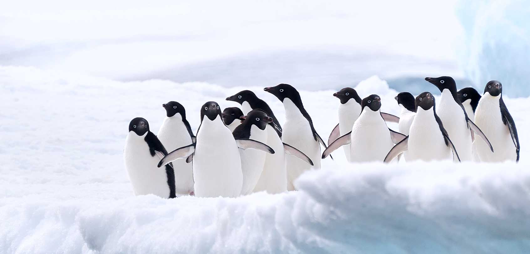 Adelie Penguins Antarctic Animals