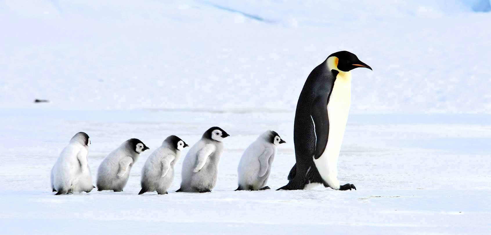 Emperor Penguin  Antarctic Animals