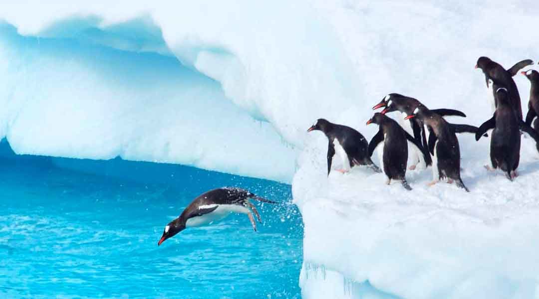 Antarctic Animals: Types of Wildlife to Spot During an Antarctica Cruise