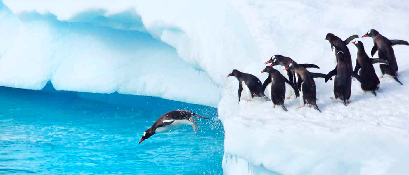 Antarctic Animals