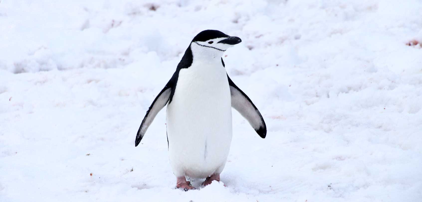 Antarctic Animals Chinstrap Penguin