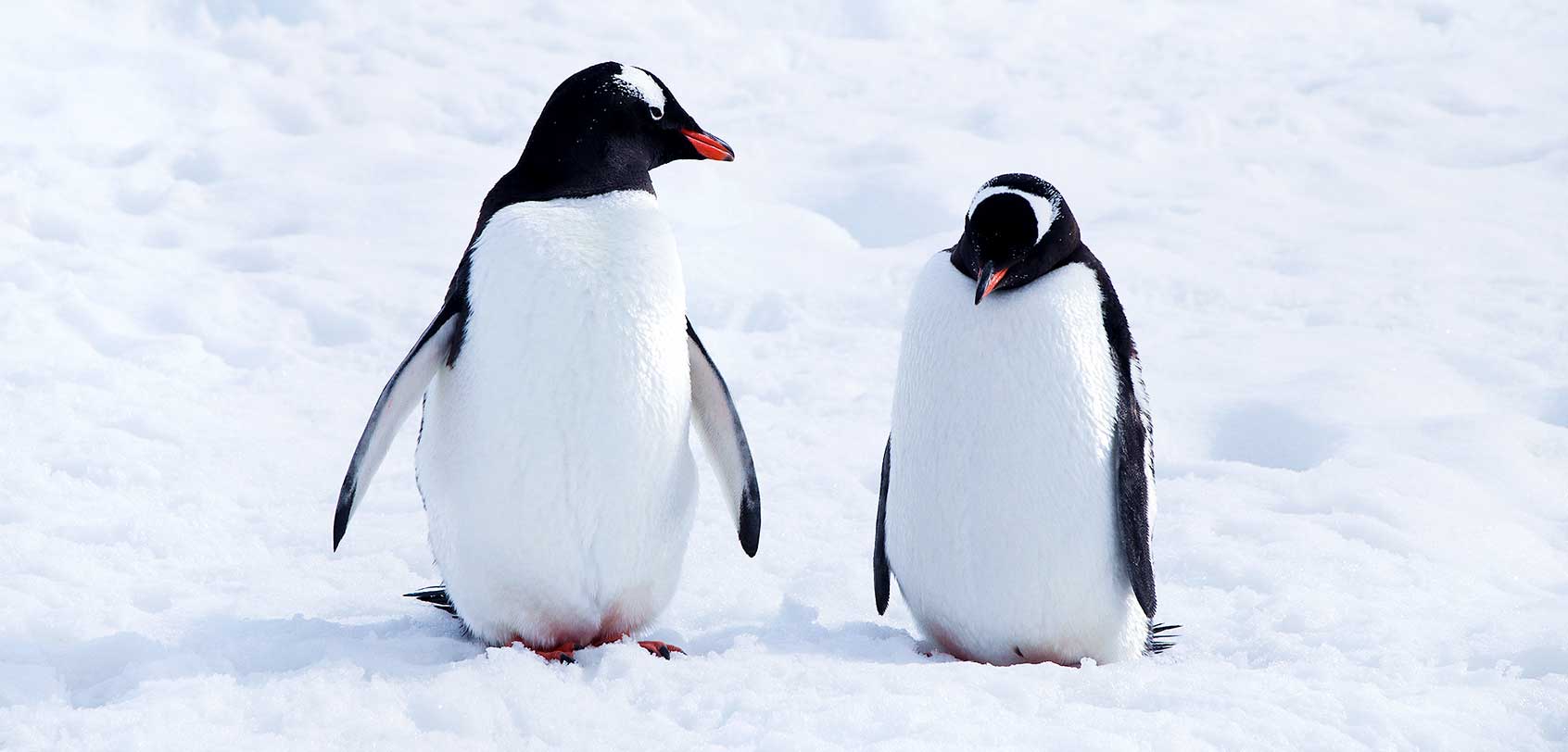 Gentoo Penguins  Antarctic Animals