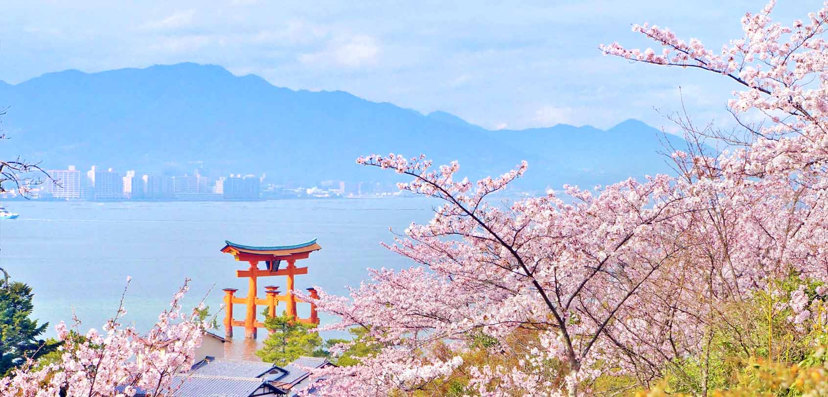 2019 Cherry Blossom Sakura Japan Forecast When Where To Visit