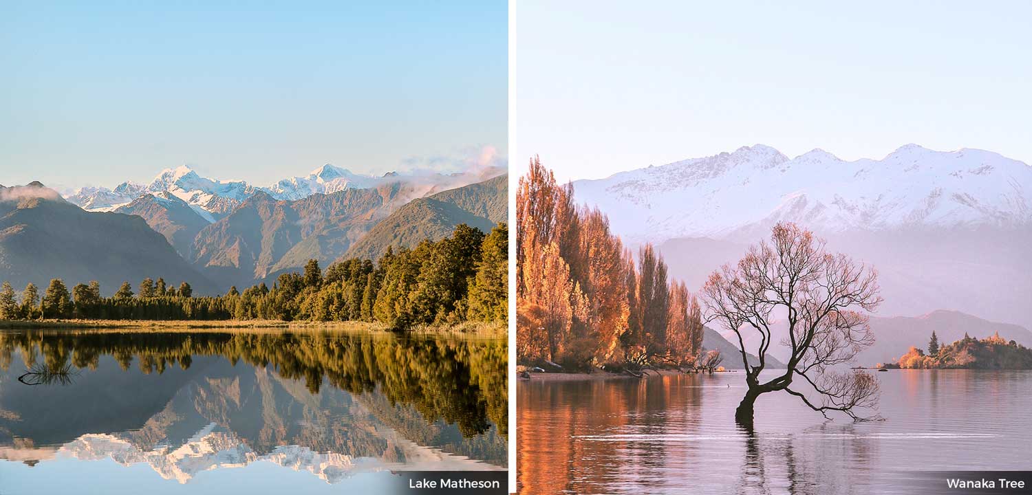 New Zealand Wanaka Tree