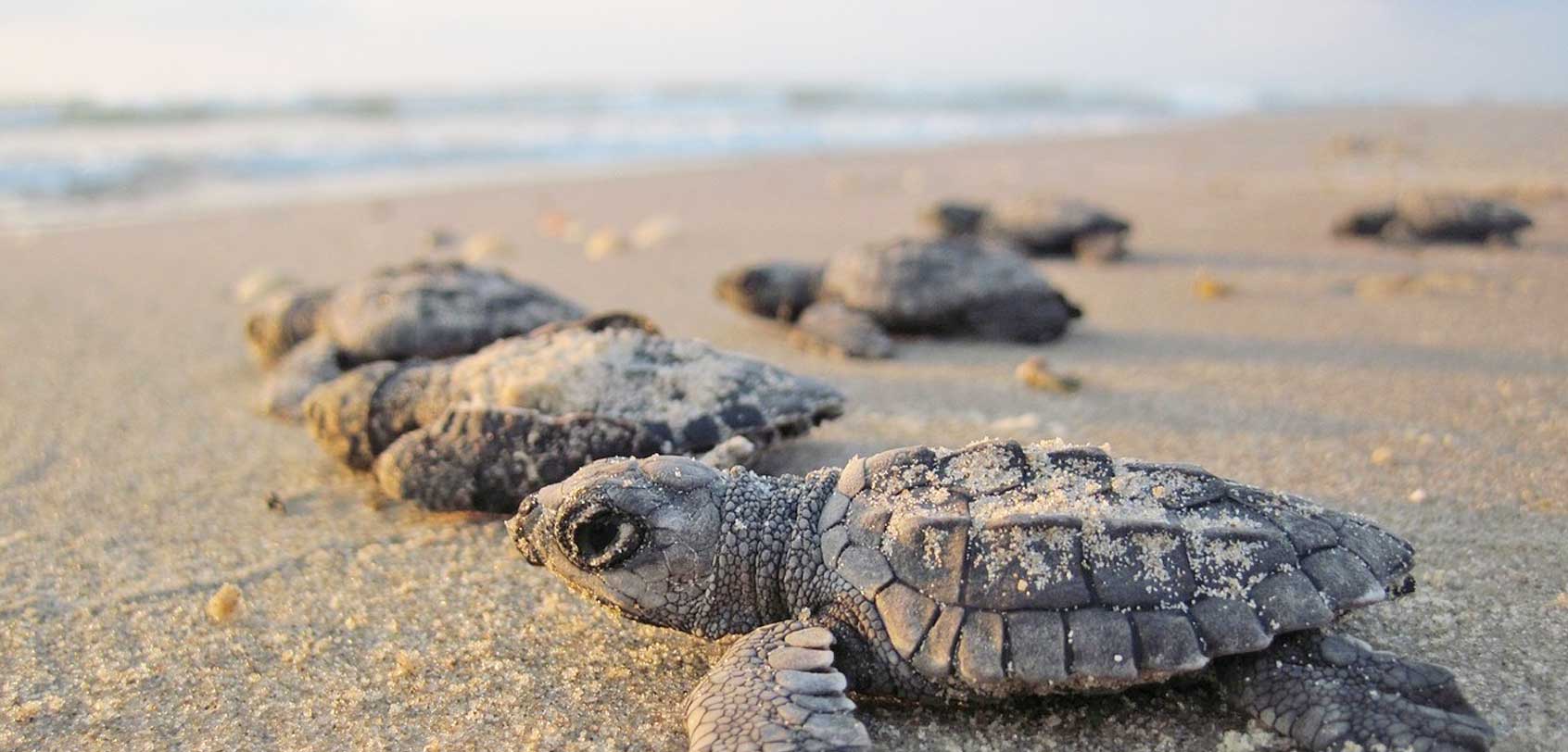 Tartarugas marinhas