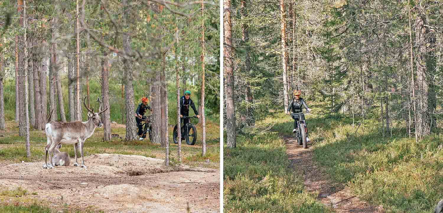 Rovaniemi in Summer: Fat Bike