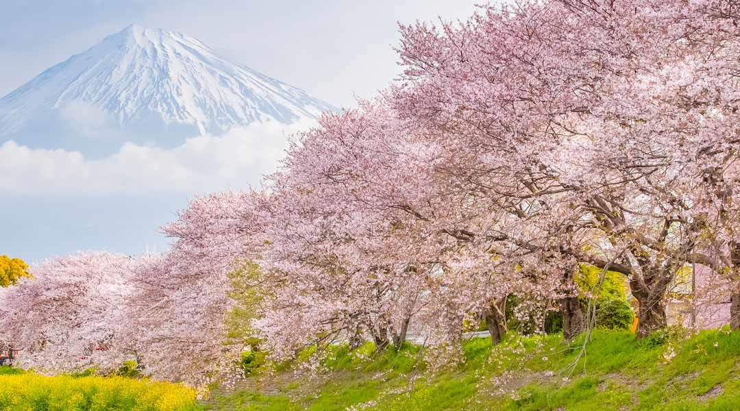 Japan Cherry Blossom Forecast 2024: When & Where to Visit for Sakura Viewing (By Region)