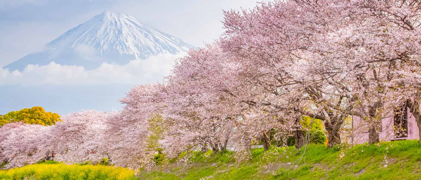 Japan Cherry Blossom Forecast: When & Where to Visit for Sakura Viewing