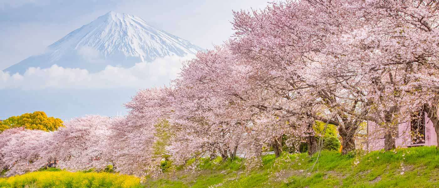 Cherry Blossoms In Japan: When And Where To See Sakura This 2023 - KKday  Blog